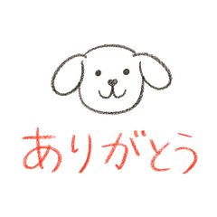 lovely White Toy Poodle hana