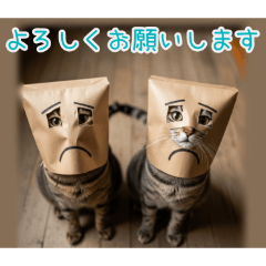 PAKAMOGOLY_20260215184247