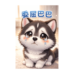 呆萌哈士奇四爺