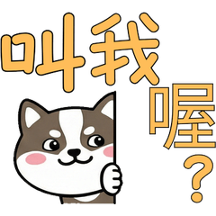 แบดเจอร์ ไต้หวัน ดุ๊กดิ๊ก 38