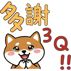 ทอย ฟอกซ์ เทอร์เรีย ไต้หวัน 38