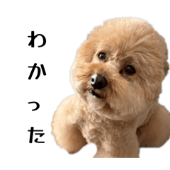 koharun_20260215171250