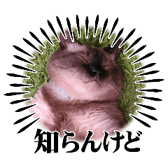 tomomi_20260216091545