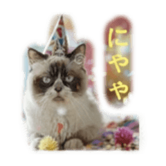 shichi12_20260214211150