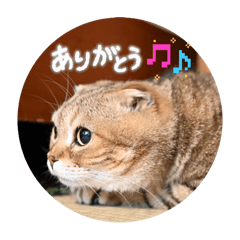 kurodanian_20260214211137