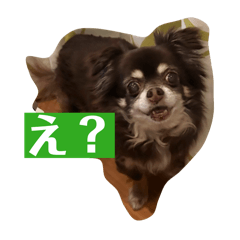 Tiny Chihuahua Warrior