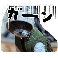 Calling all cat lovers!