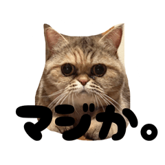 saito_20260214231835