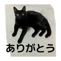 lilinosuke_20260213111909