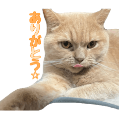 nagisuke cat sticker
