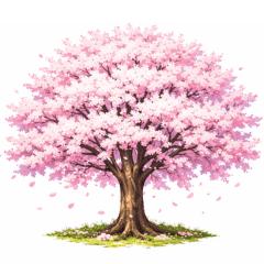 Cherry blossoms  spring has arrived