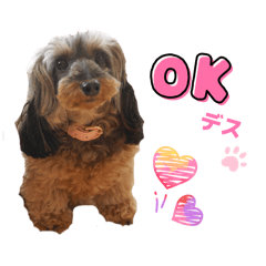 TOMATO NEKONO_20260215085607