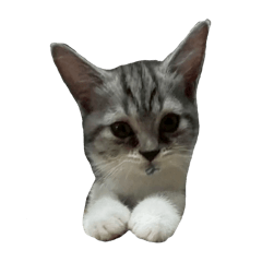 Chaiyu_20260216003546