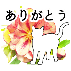 A floral message! Cats and Christmasrose