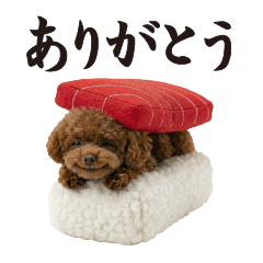 Toy Poodle,sushi