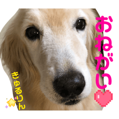 golden_20260215173057