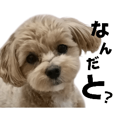 ichigoichie_20260215224635