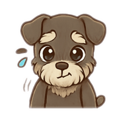 Schnauzer Dog V9 Liver Pepper coat