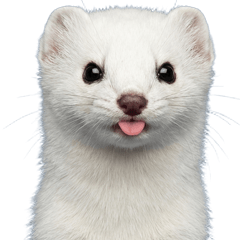 Realistic Stoat Reaction Stickers