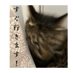 mataro_20260215154150