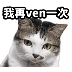 Dalai喇貓的日常生活 第二彈