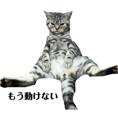 Daily americanshorthair