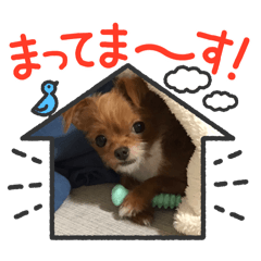 Chihuahua and Toy Poodle Mix