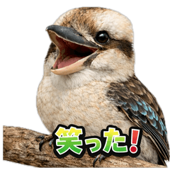 Happy Animal_Kookaburra 3