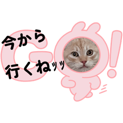 kosame_20260216154612