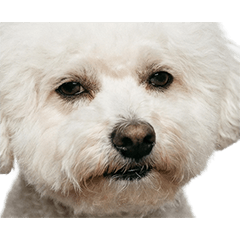 BIG! Bichon Frise (Realistic)
