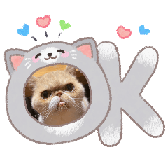 貓貓咪＞_＜