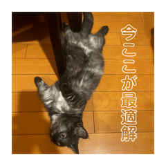 Rika Arie_20260215230224