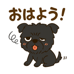 Lots of Belgian Griffons