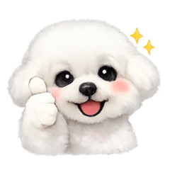 Mini bichon Louise Korean ver.
