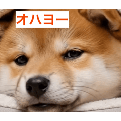 Yottchann03_20260216205319