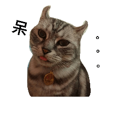 Mimi Cat and Papa Cat