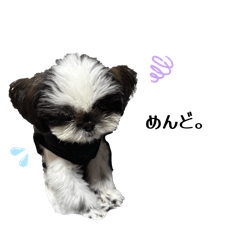 Kikimaru_20260216224046