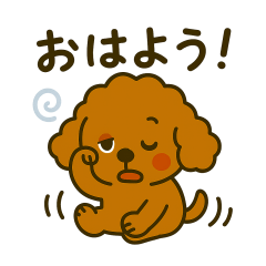 Lots of teacup poodles