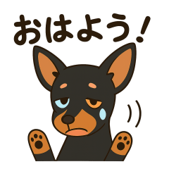 Lots of Toy Manchester Terriers