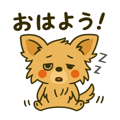 There are lots of Chihuahuas