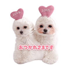 jasmine_20260216130110