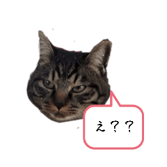 toyot_20260216130819