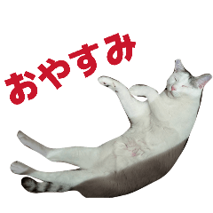 senatakahasi_20260216194925