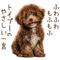 Soft Comfort Toy Poodle