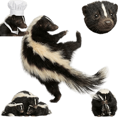 BIG! Skunk (Realistic)