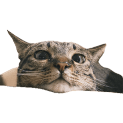 肥宅阿咪圖文版