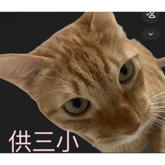 阿頌的睡覺日常2