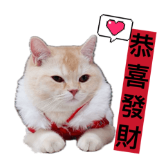 麻薯-恭喜發財（萌貓）