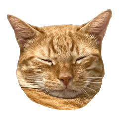 阿頌的睡覺日常2.0