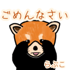 Rabuko's lesser panda